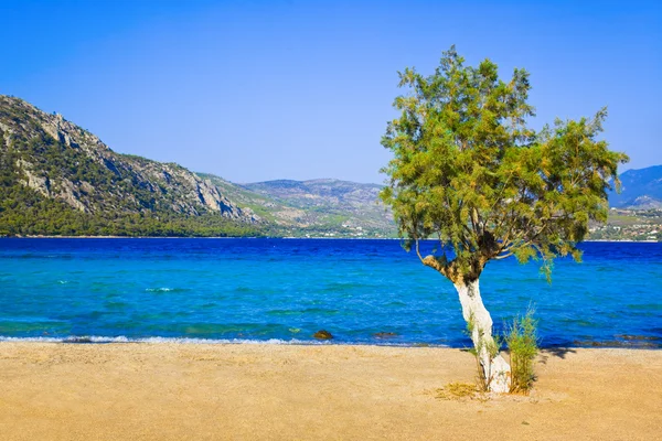 Drzewo na plaży w Grecji — Zdjęcie stockowe
