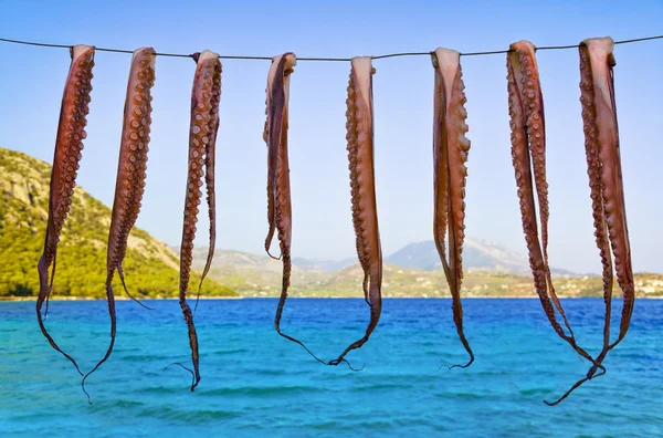 Octopus hanging to dry — Stock Photo, Image