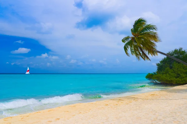 Gięcie palmy na tropikalnej plaży — Zdjęcie stockowe