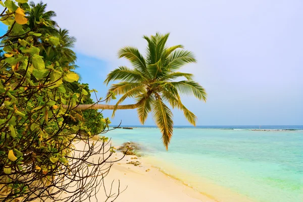 Bending palm tree on tropical beach — Stock Photo, Image