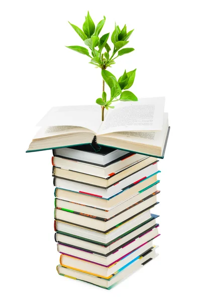 Книги и растения — стоковое фото