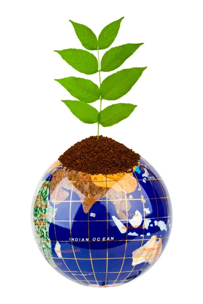 Globe en plant — Stockfoto
