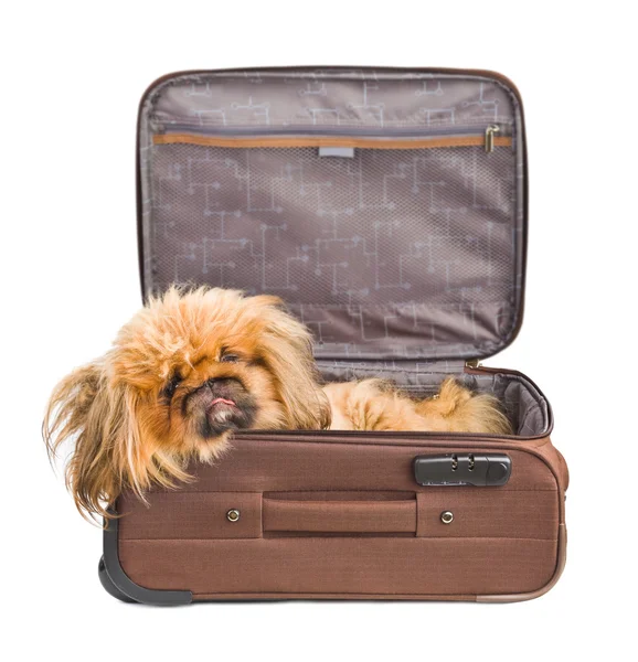 Koira matkalaukussa — kuvapankkivalokuva