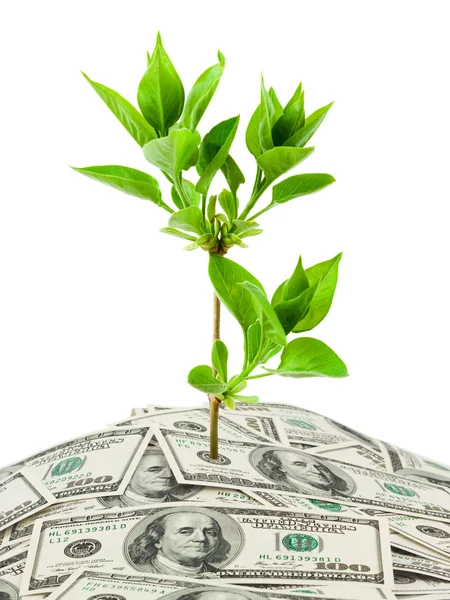 Pengar och växt — Stockfoto