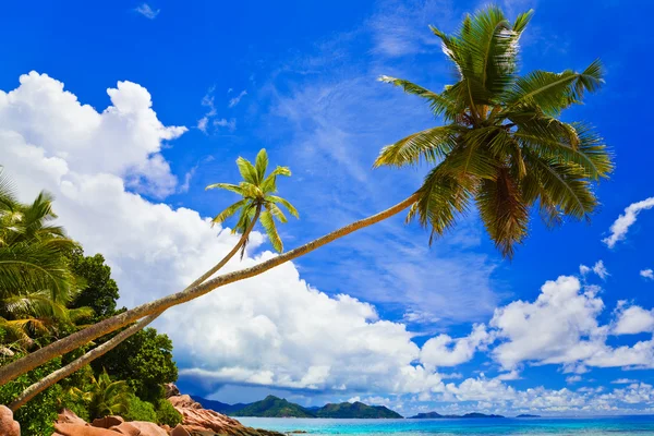 Palmas na praia tropical — Fotografia de Stock