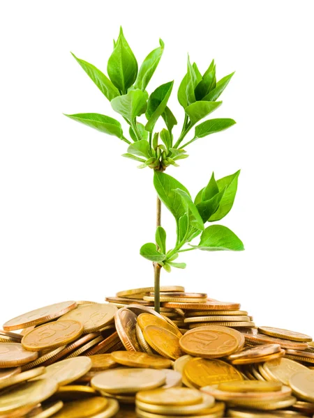 Coins and plant — Stock Photo, Image