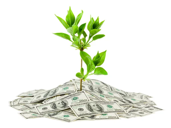 Dinheiro e planta — Fotografia de Stock
