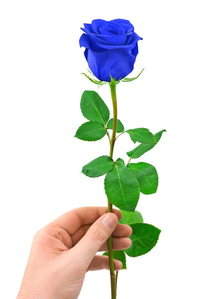 Blauwe roos in de hand — Stockfoto