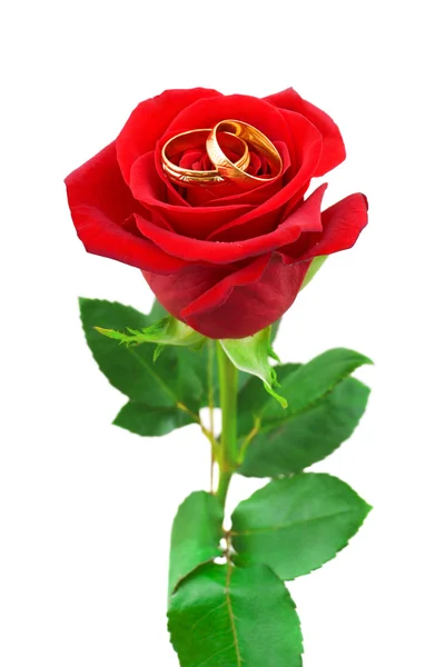 Rose y anillos de boda — Foto de Stock