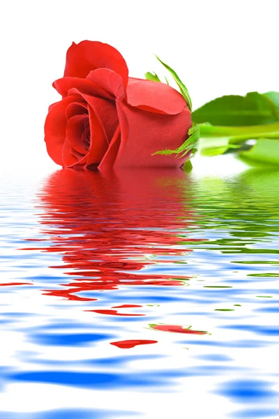 Rosa en el agua — Foto de Stock