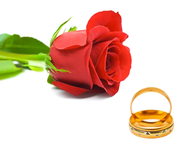 Rose en trouwringen — Stockfoto
