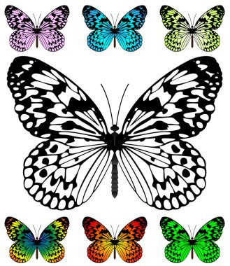 Butterfly vector template clipart