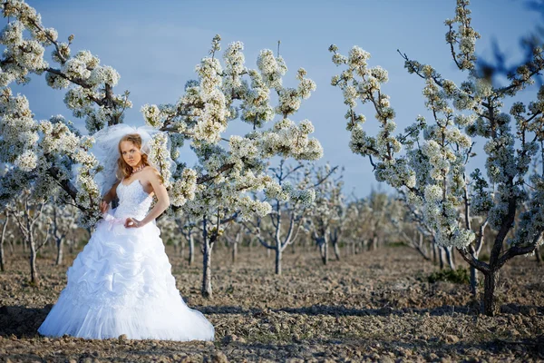 Bruid in bloei — Stockfoto