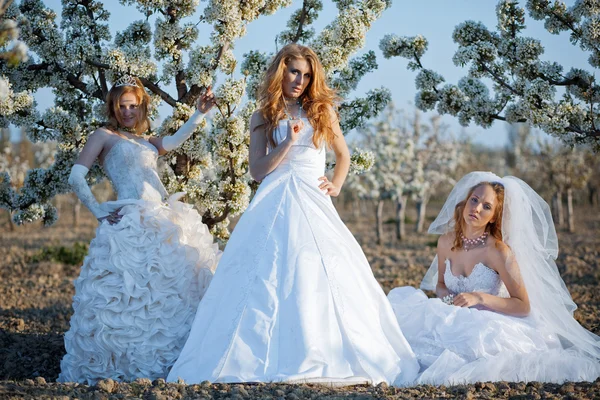 Brides — Stock Photo, Image
