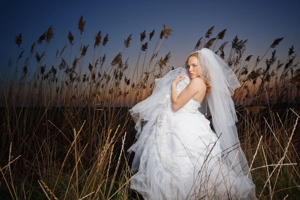 Невеста — стоковое фото
