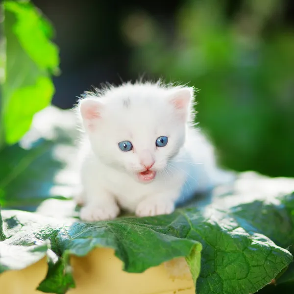 Blue eyed kitten — Stock Photo, Image