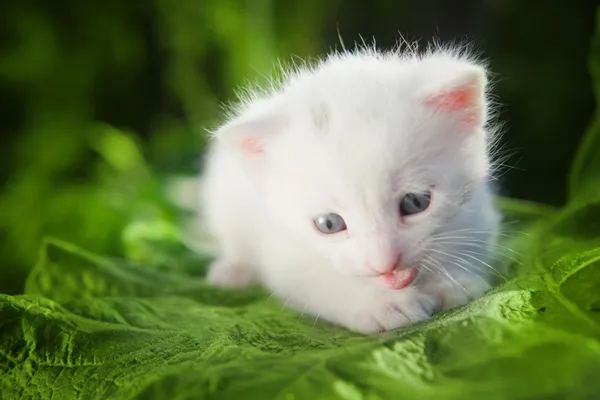 Sunny kitty — Stock Photo, Image