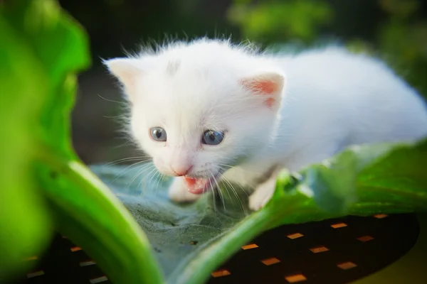 Білий кошеня — стокове фото