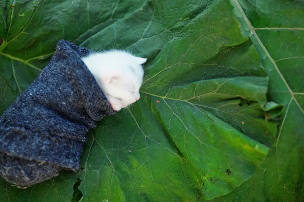 Сплячий кошеня на листках лопуха — стокове фото