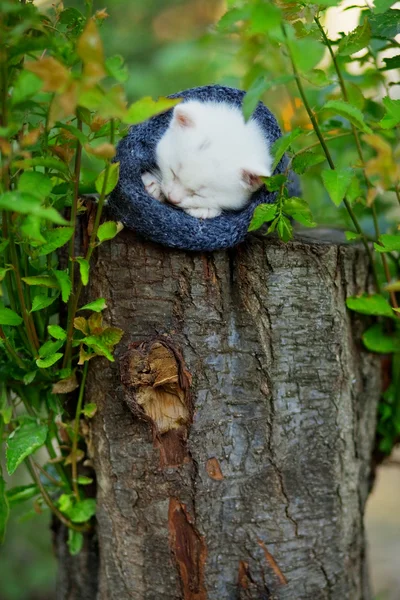 Sleeping kitten on stump — Stock Photo, Image
