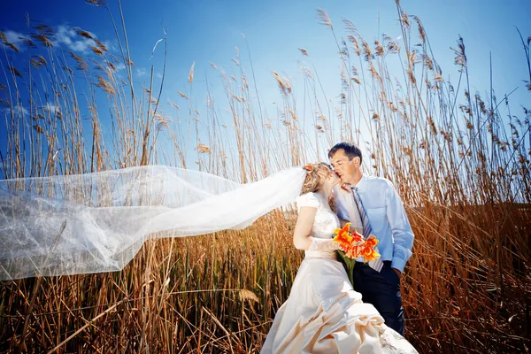 Kissing wedding couple — Stock Photo, Image