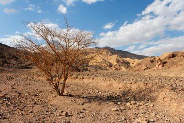 Desert landscape with dry acacia tree clipart