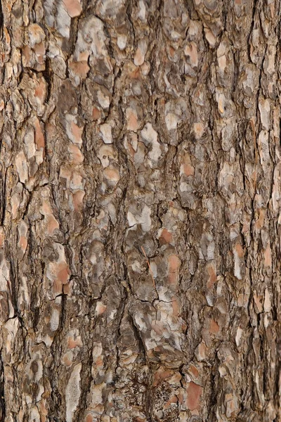 Dennenboomschors textuur — Stockfoto