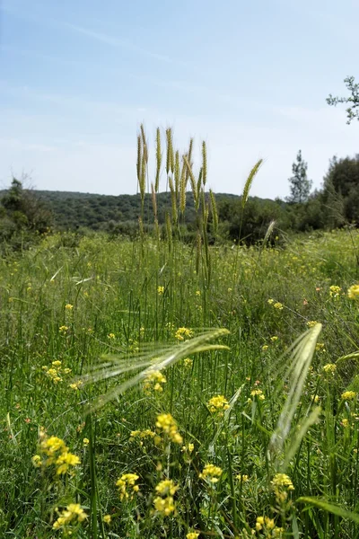 Hububat vahşi büyüyen yeşil çayır üzerinde — Stok fotoğraf