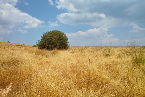 Solitary tree among yellow meadow — Stock Photo, Image