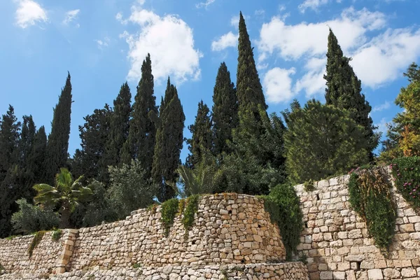 Cypřiše nad kamennou zeď v Jeruzalémě — Stock fotografie