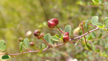 Kapari (Capparis spinosa) tomurcukları dalı