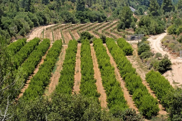 Orchard ve üzüm asma satır yazın — Stok fotoğraf