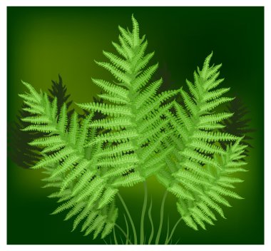 Fern clipart