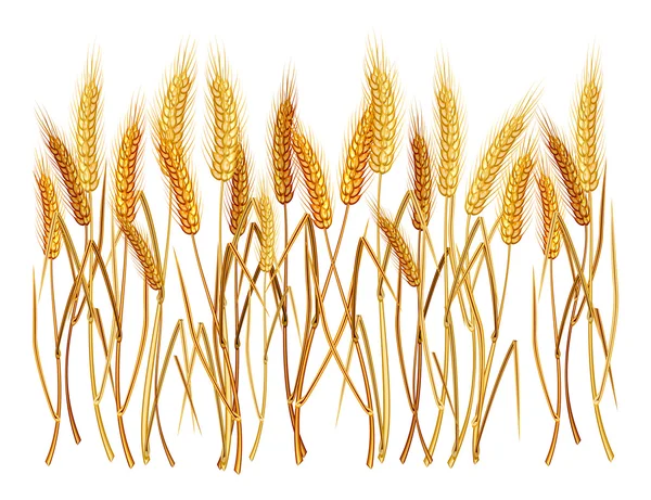 Orejas de trigo — Vector de stock