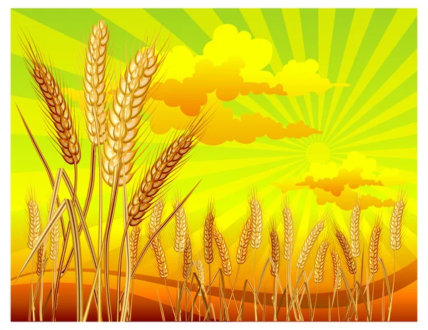 小麦を風景します。 — ストックベクタ
