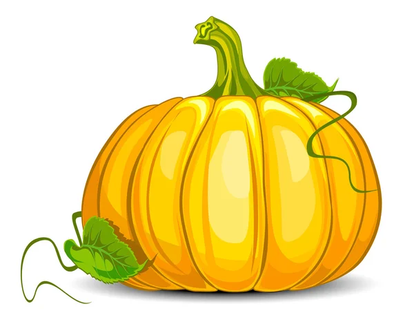 stock vector Big pumpkin