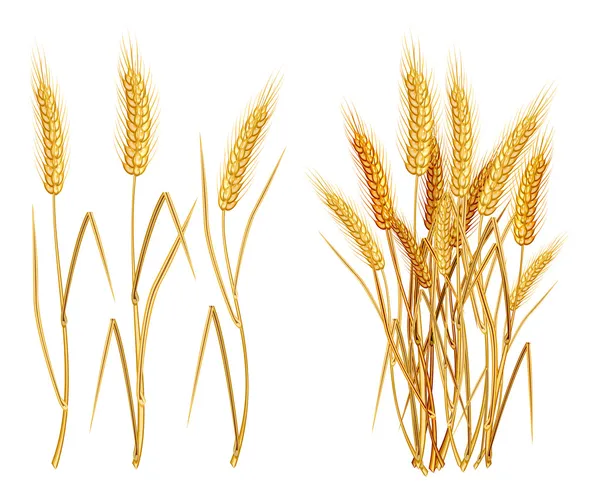 Уши пшеницы — стоковый вектор