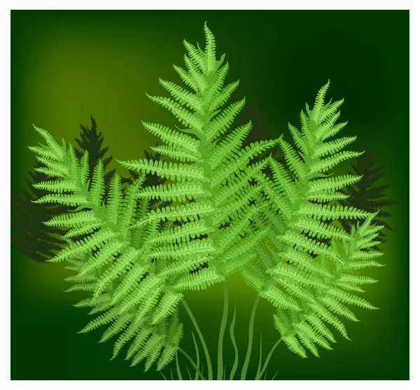Fern Royalty Free Stock Illustrations