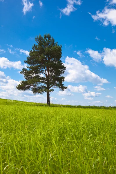 Sozinha árvore no campo — Fotografia de Stock