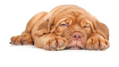 dogue de Bordeaux (Fransız mastiff köpek yavrusu)