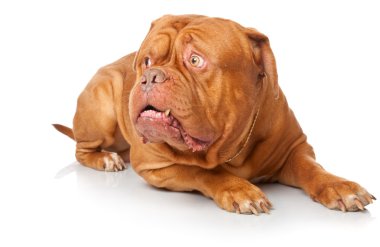 Dogue de Bordeaux (Fransız mastiff)