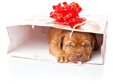 dogue de Bordeaux (Fransız mastiff köpek yavrusu)