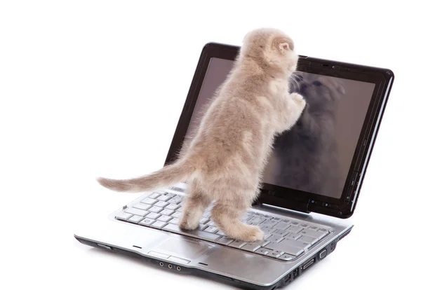 Kitten over Wit — Stockfoto