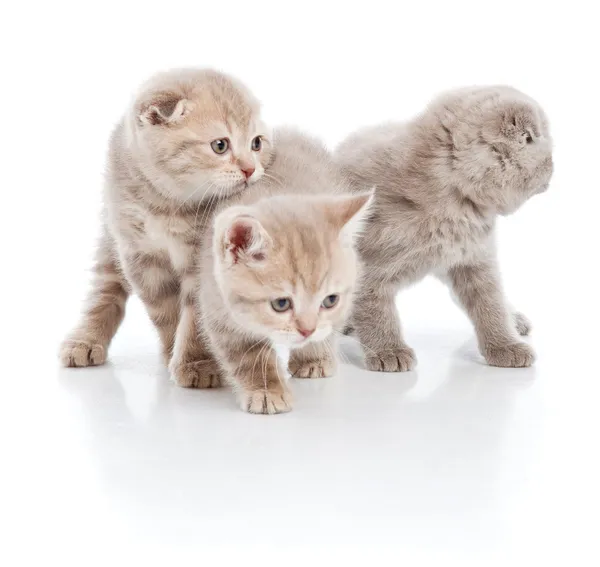 Три кошенята над білим — стокове фото