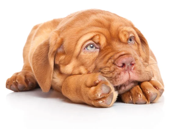 Puppy of Dogue de Bordeaux (Французский мастиф ) — стоковое фото