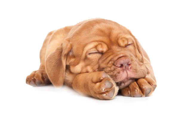 Dogue de Bordeaux (Fransız mastiff köpek yavrusu) — Stok fotoğraf
