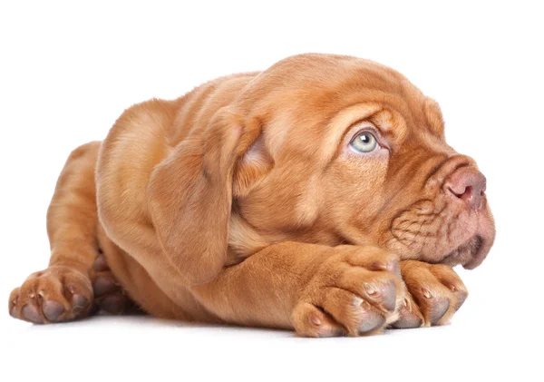 小狗的纯种波尔多 (法国獒犬) — 图库照片