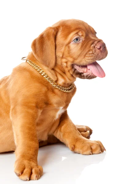Filhote de cachorro de Dogue de Bordeaux (mastim francês ) — Fotografia de Stock