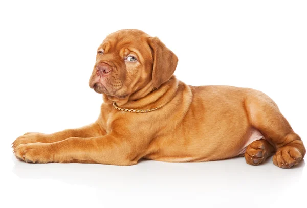 Cachorro de Dogue de Bordeaux (mastín francés) ) —  Fotos de Stock