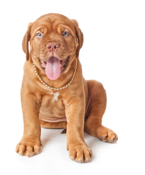 Puppy of Dogue de Bordeaux (French mastiff) — Stock Photo, Image